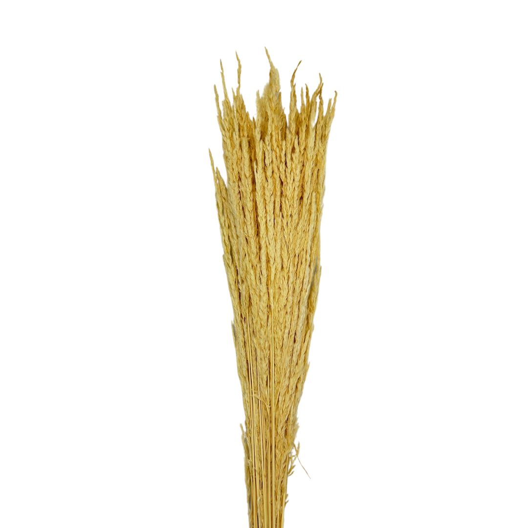 Dried Reed