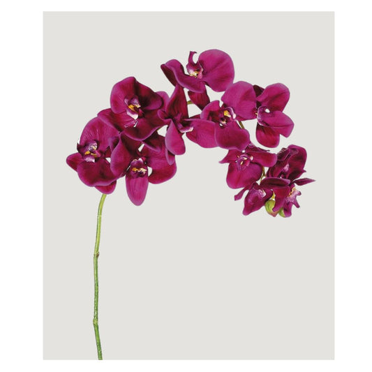 Phalaenopsis Orchid