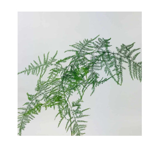 Plumosa