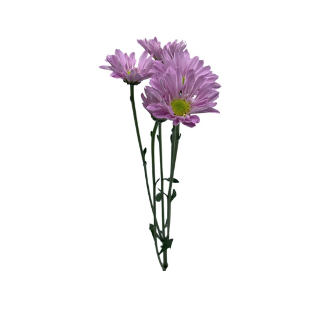 Daisy
