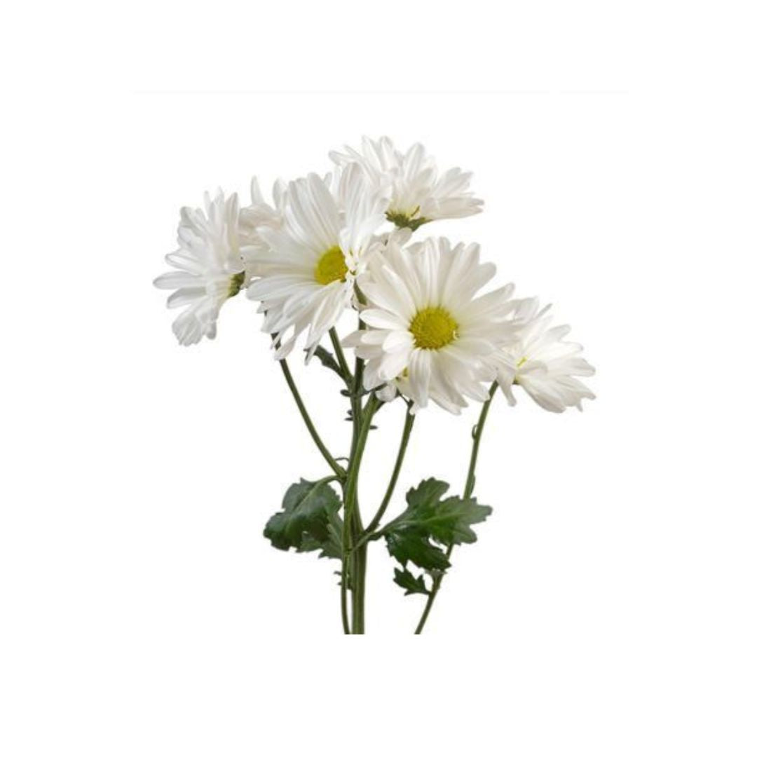 Daisy