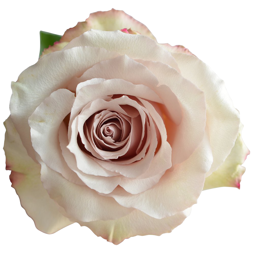 Garden Rose Quicksand