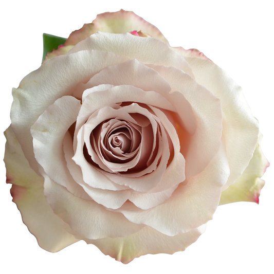 Garden Rose Quicksand
