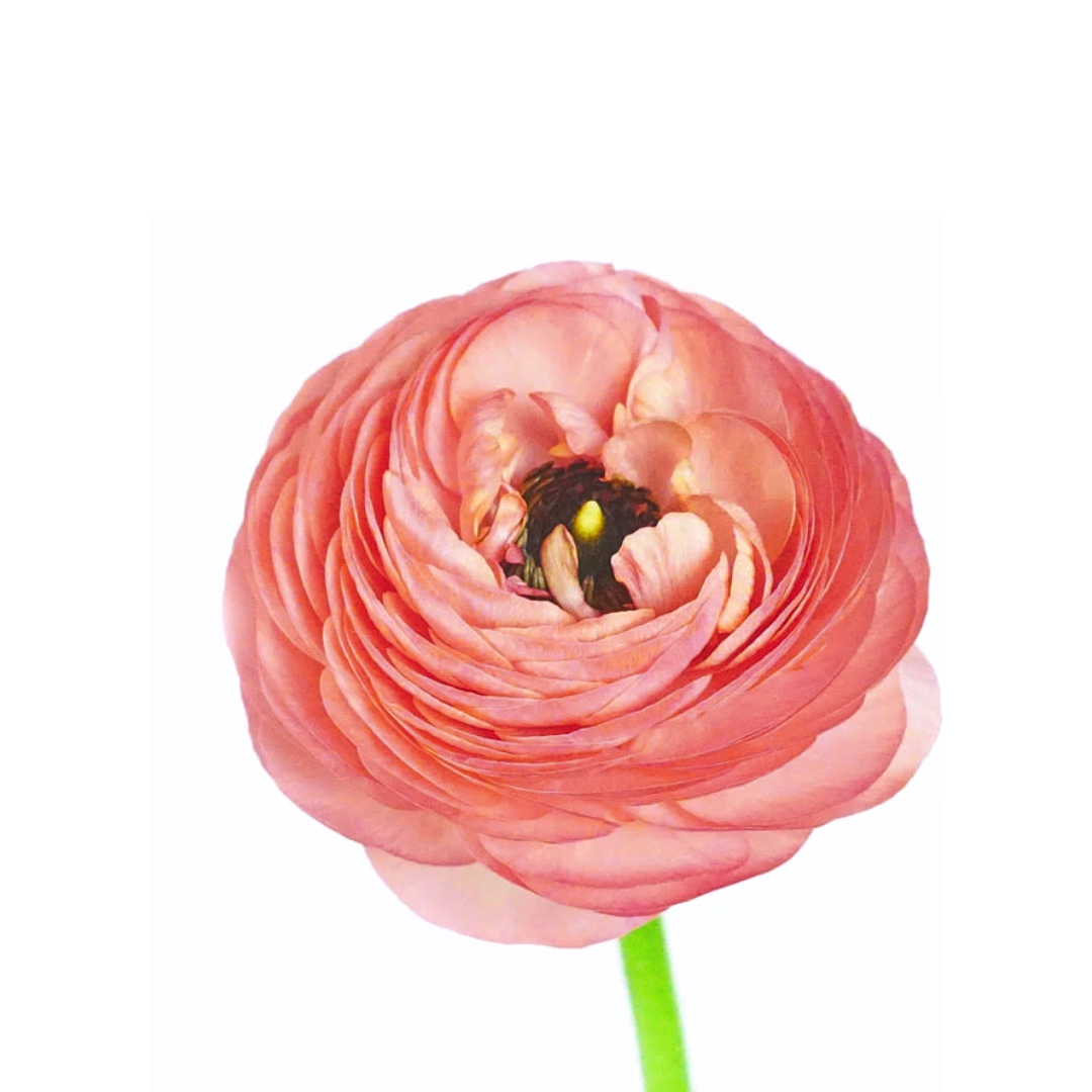 Ranunculus