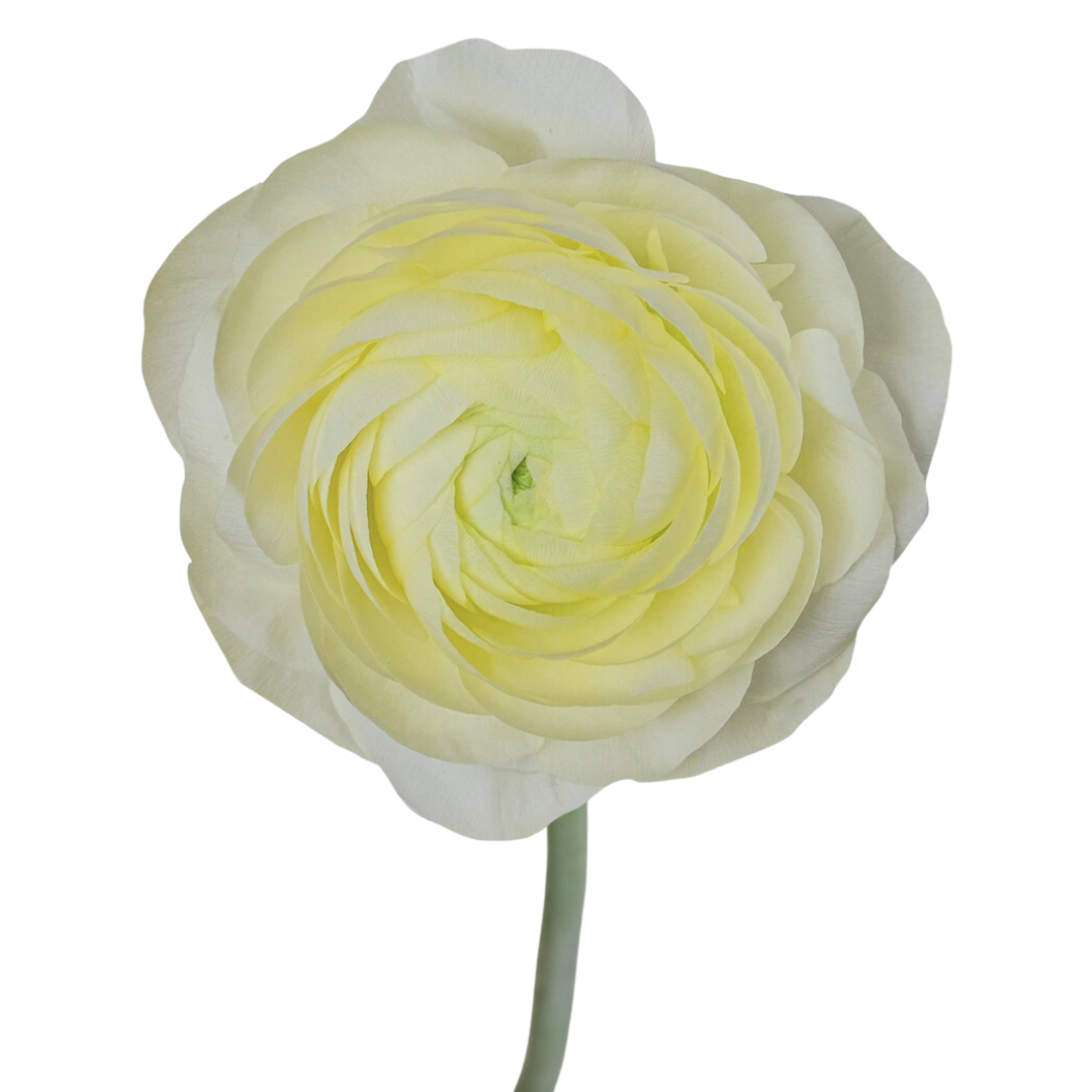 Ranunculus