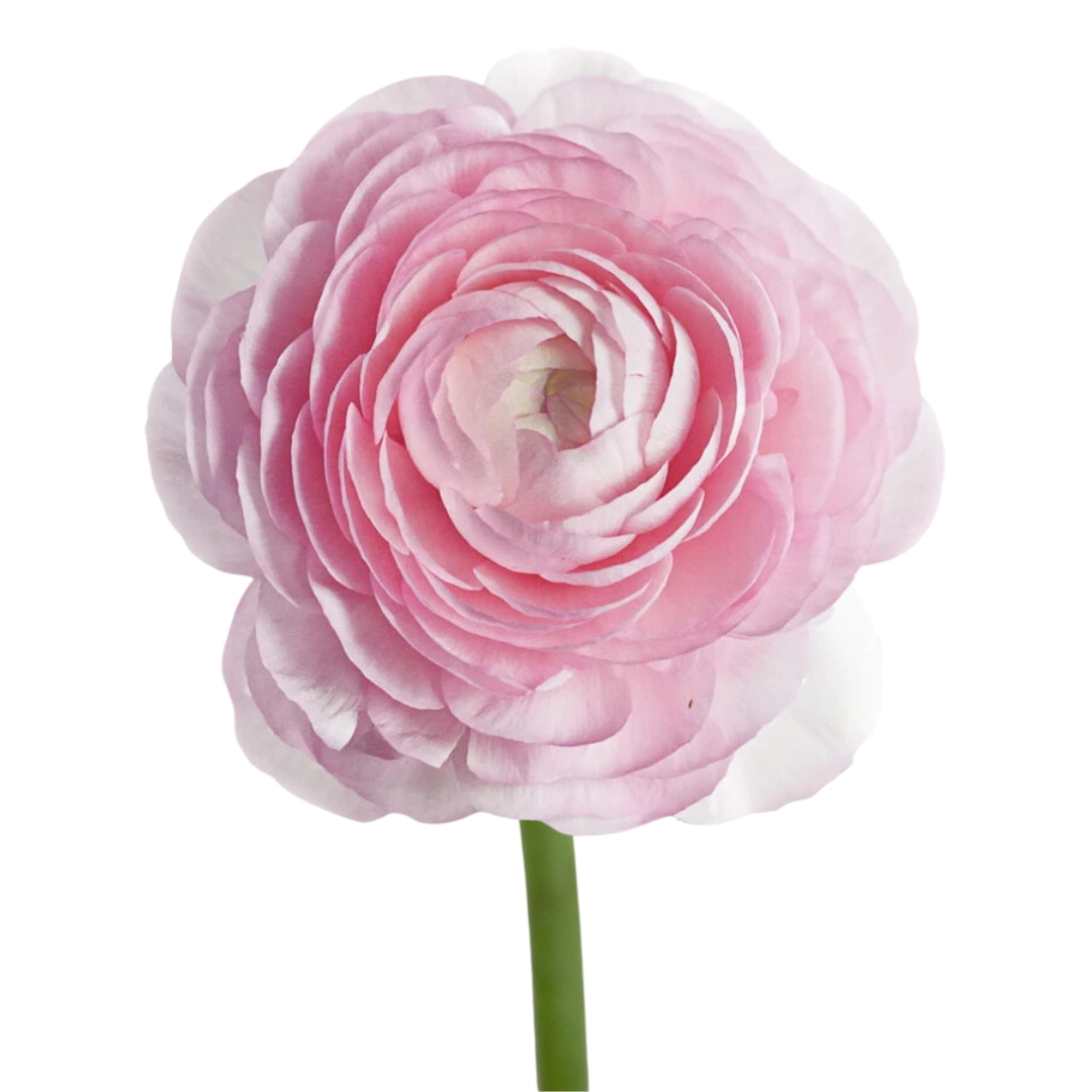 Ranunculus