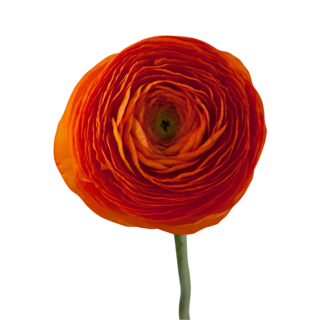 Ranunculus