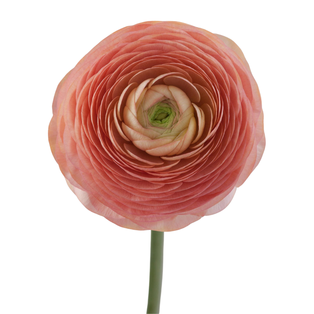 Ranunculus