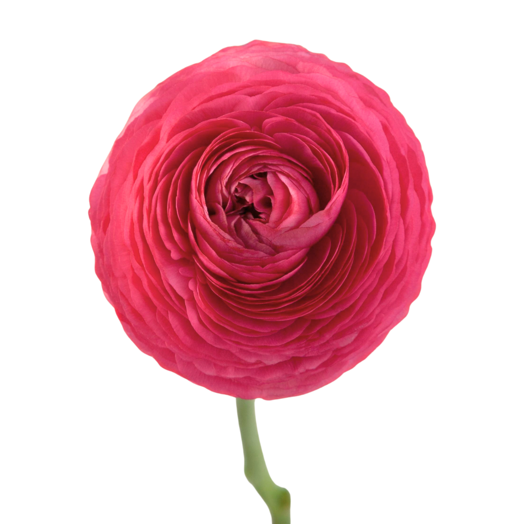 Ranunculus