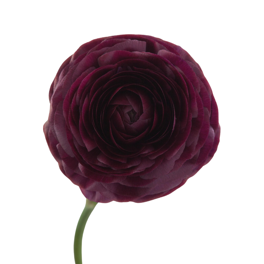 Ranunculus