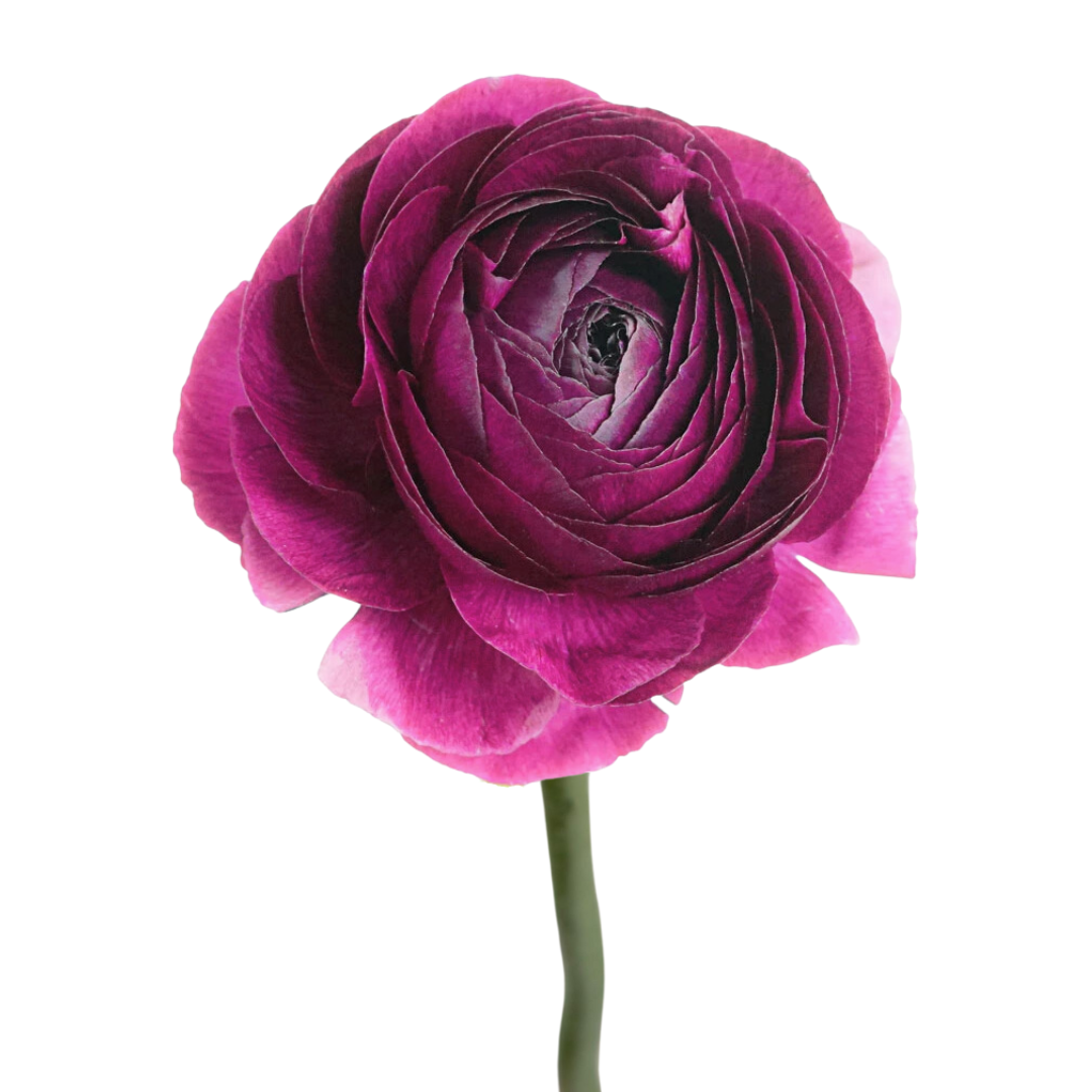 Ranunculus