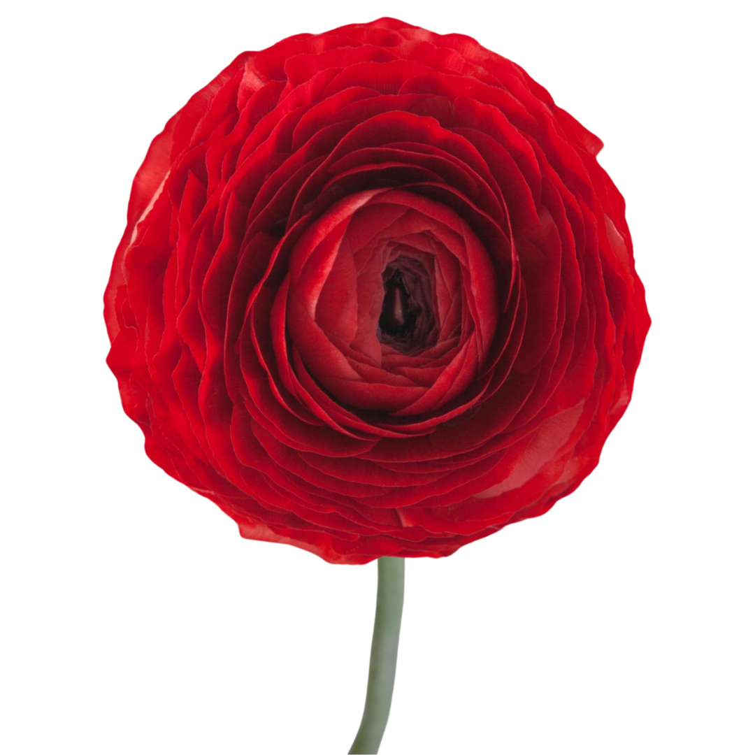 Ranunculus