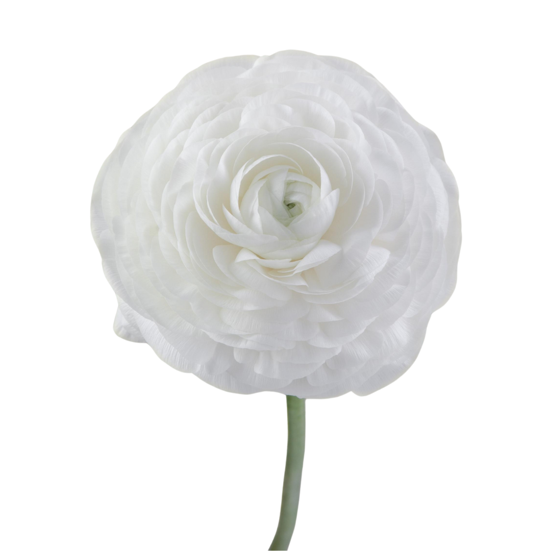 Ranunculus