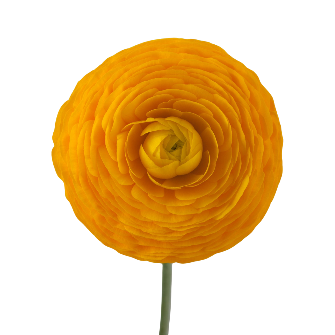 Ranunculus