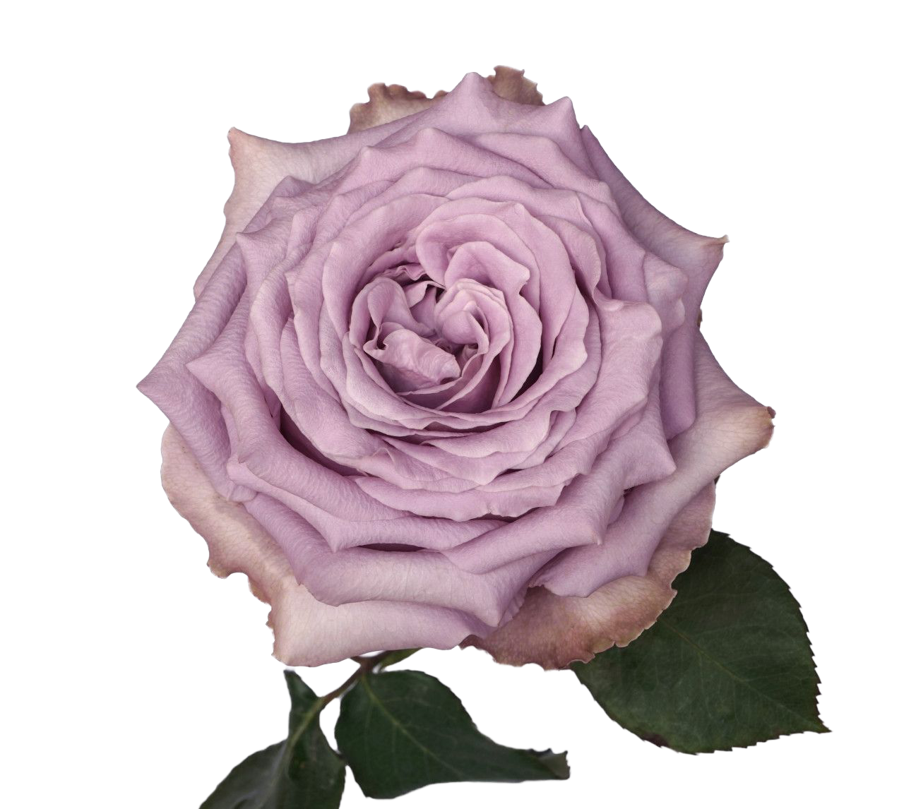 Garden Rose Kaori