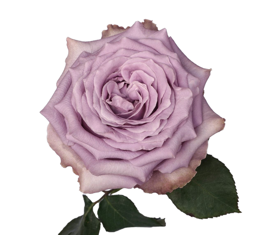 Garden Rose Kaori