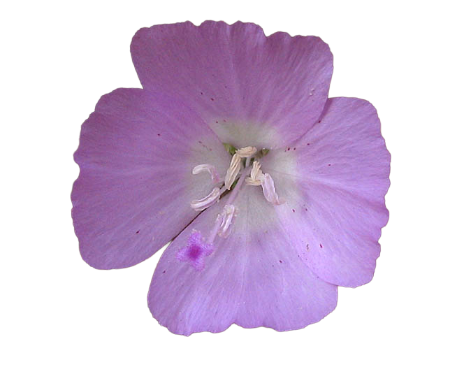 Godetia