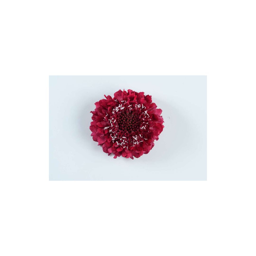 Scabiosa