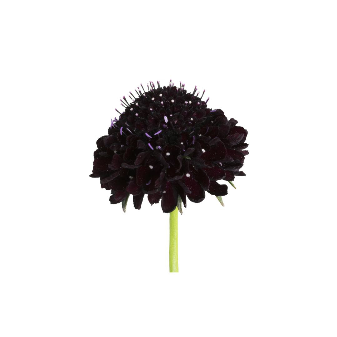 Scabiosa