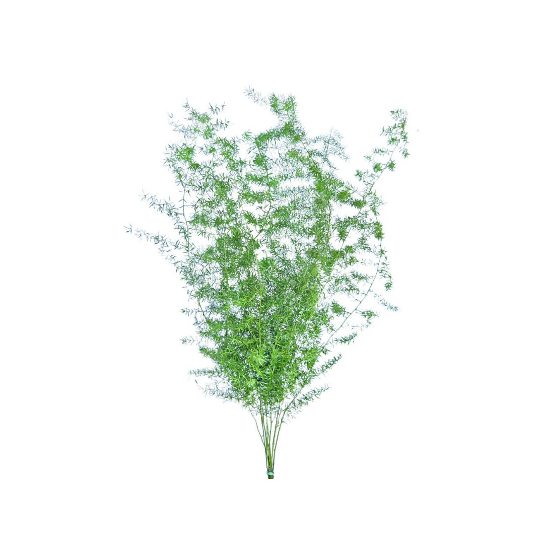 Sprengeri