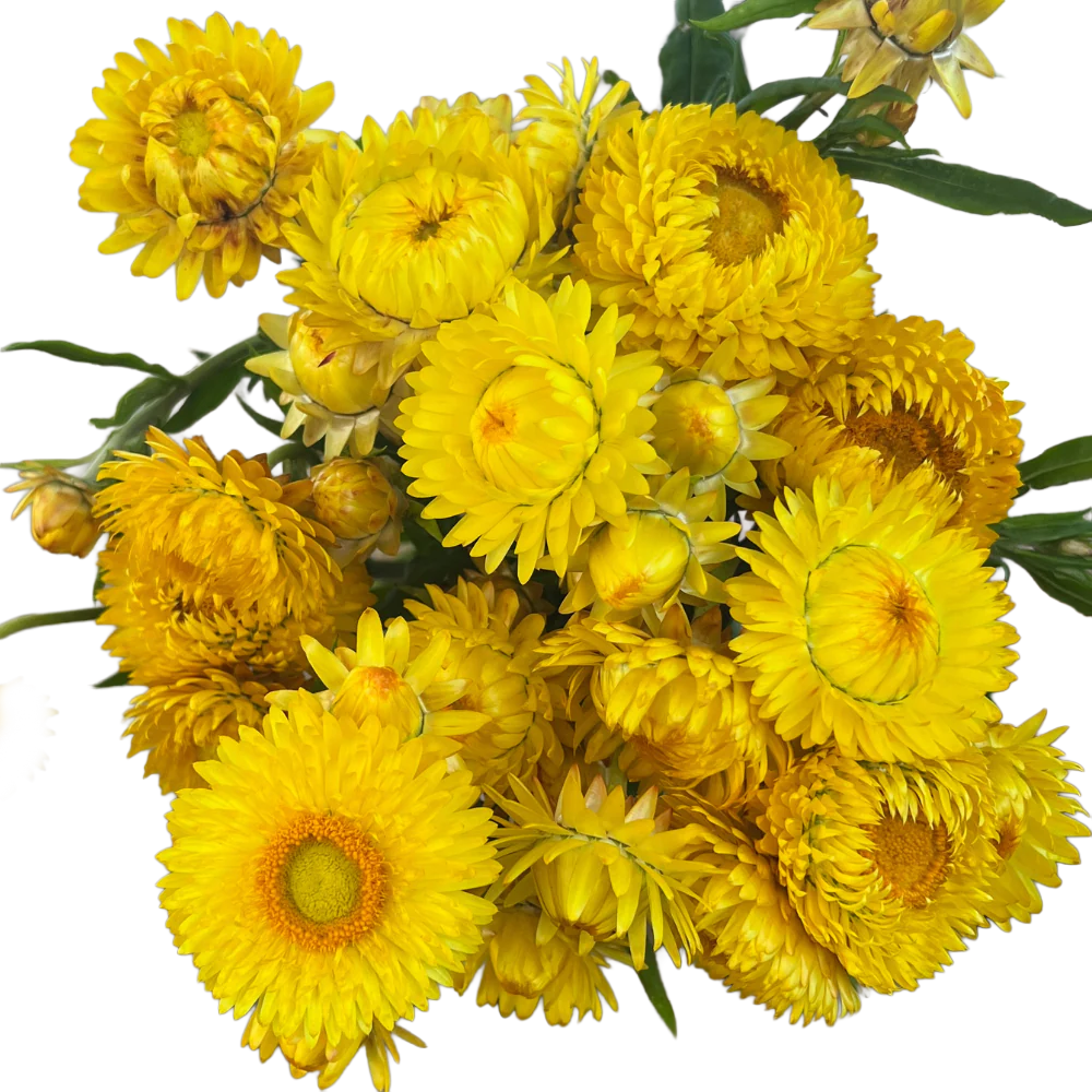 Strawflower