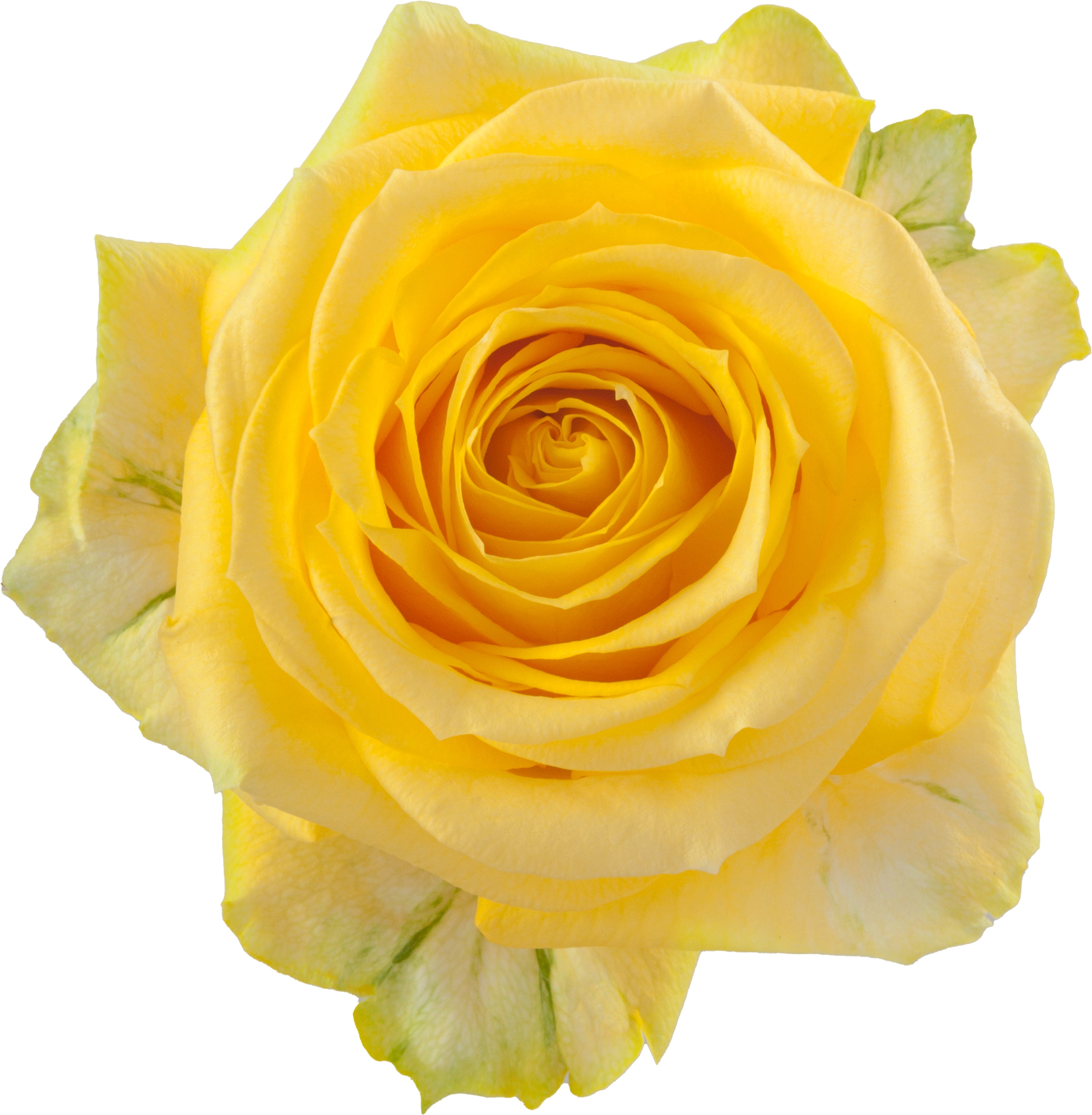 Rose Super Sun – HT Wholesale Flowers