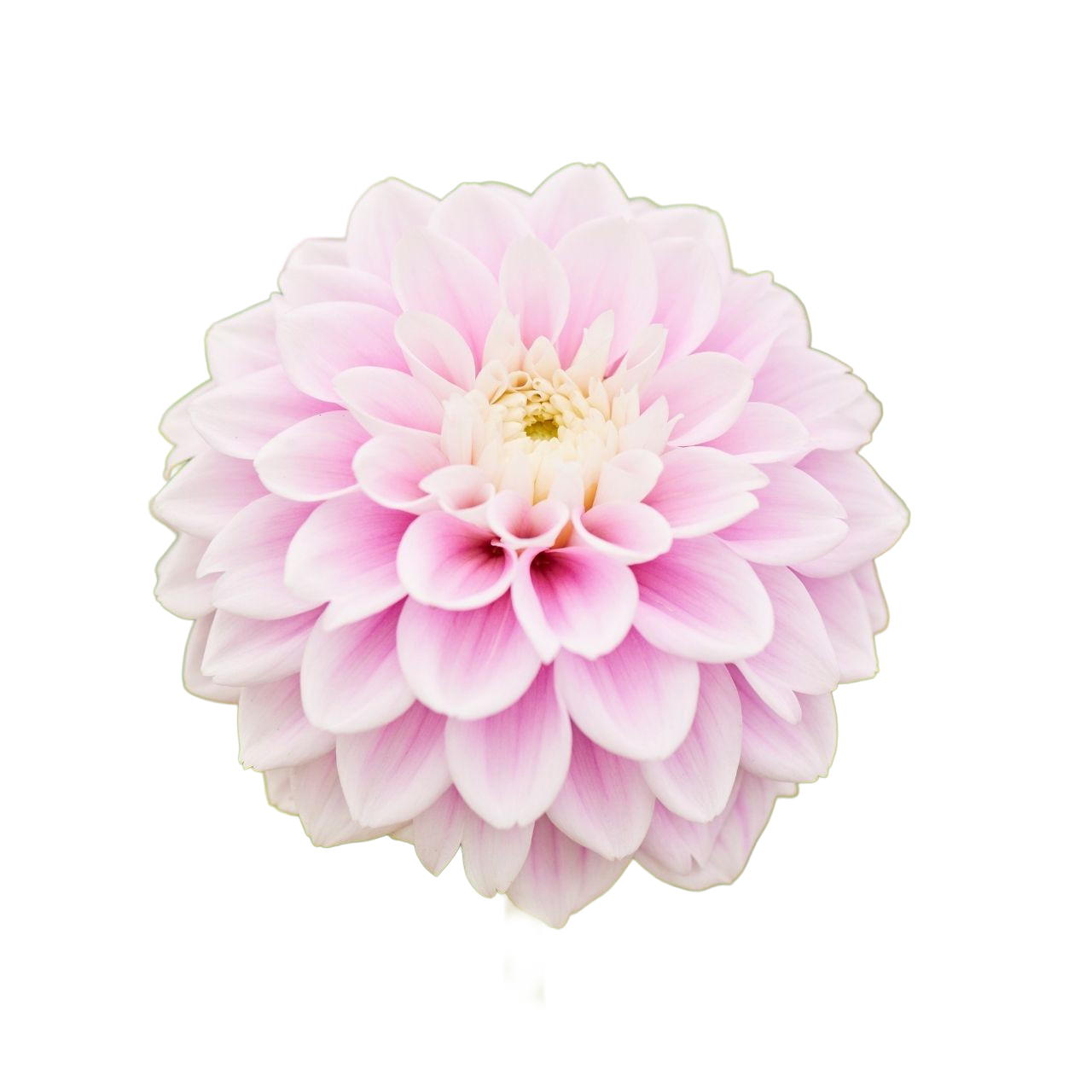 Dahlia