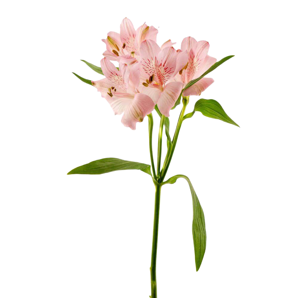 Alstroemeria