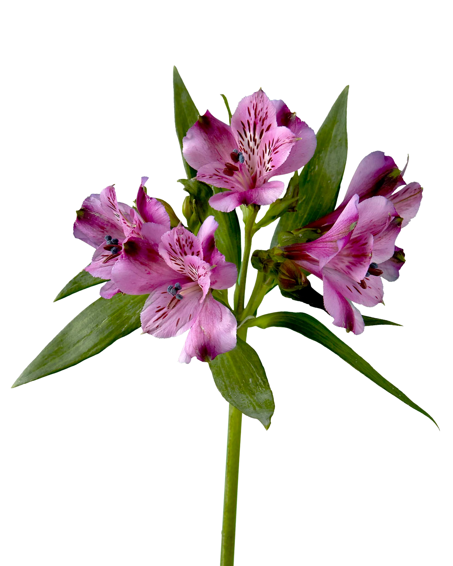 Alstroemeria