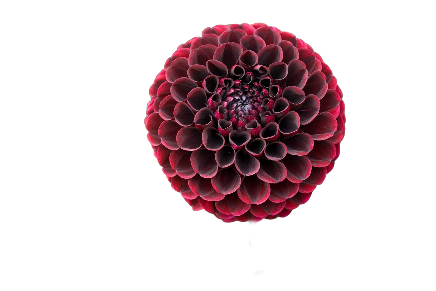 Dahlia