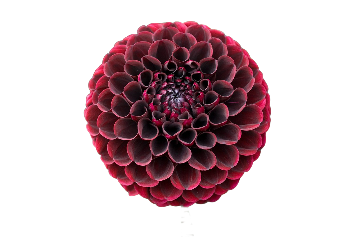 Dahlia