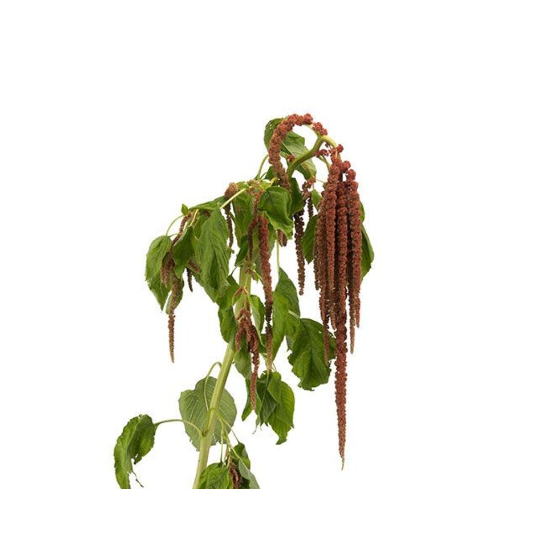 Amaranthus