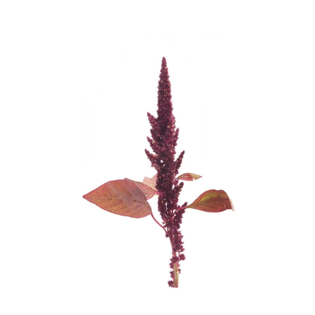 Amaranthus