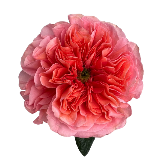 Garden Rose Sweet Xpression
