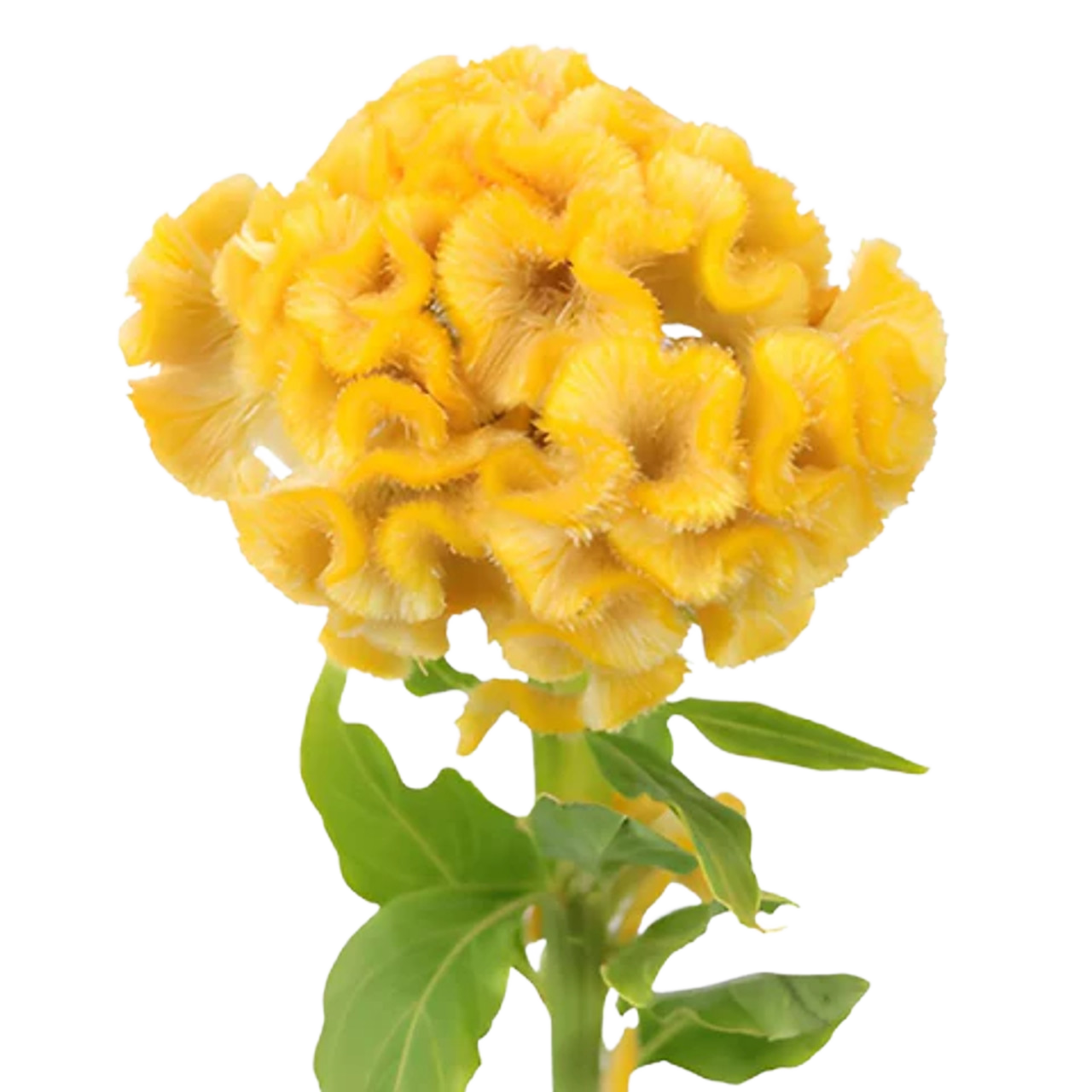 Celosia