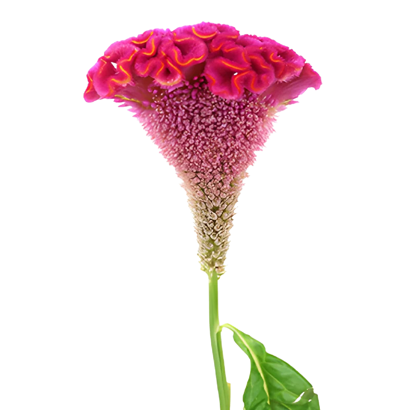 Celosia