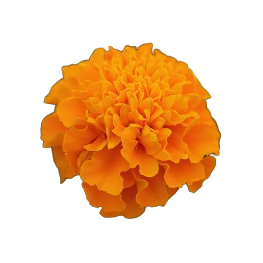 Marigold