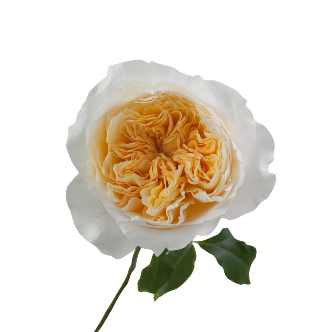 Garden Rose Effie