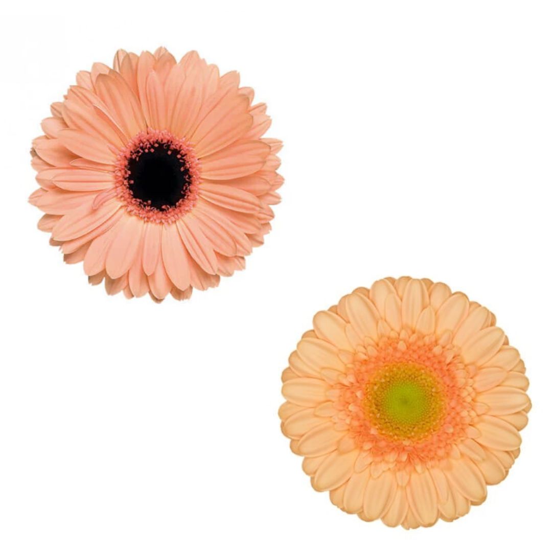 Gerbera