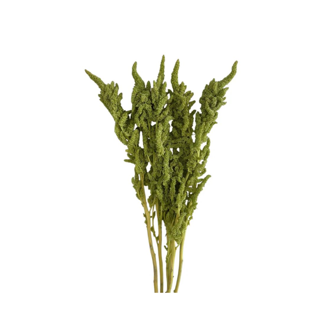 Amaranthus