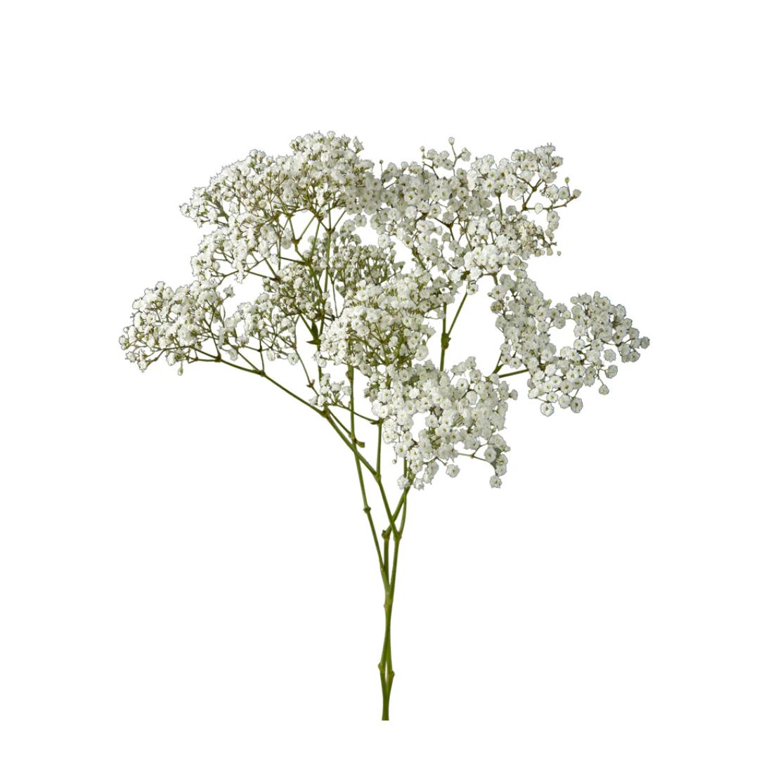 Gypsophila