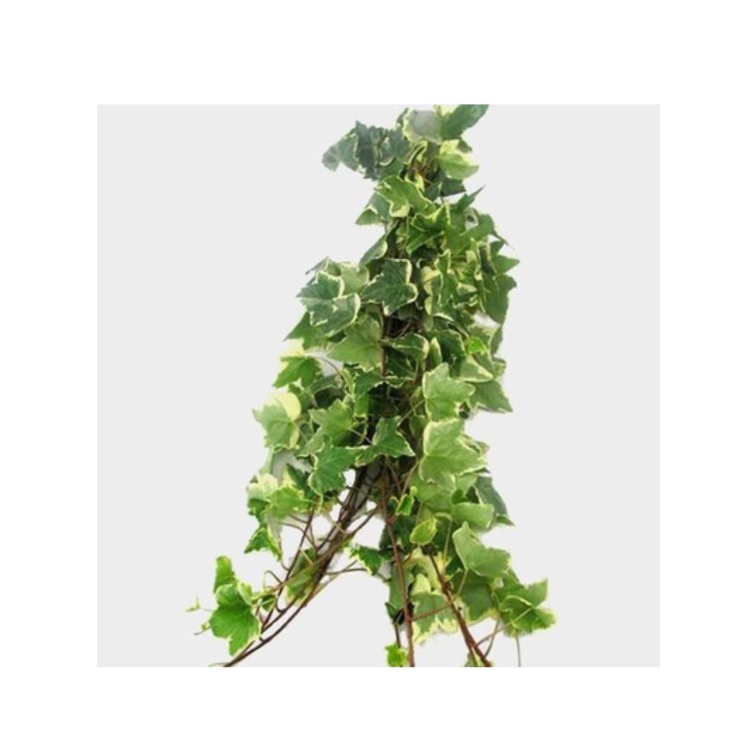 Ivy