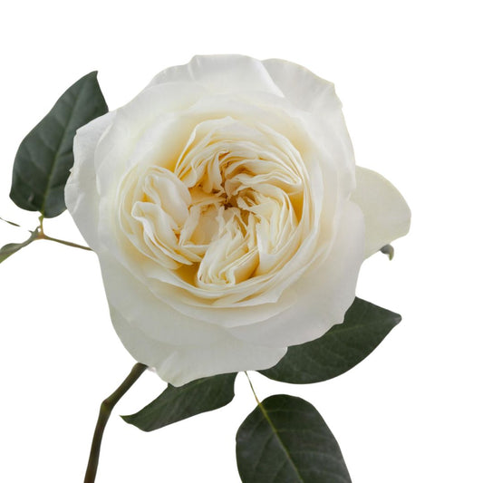 Garden Rose Leonora