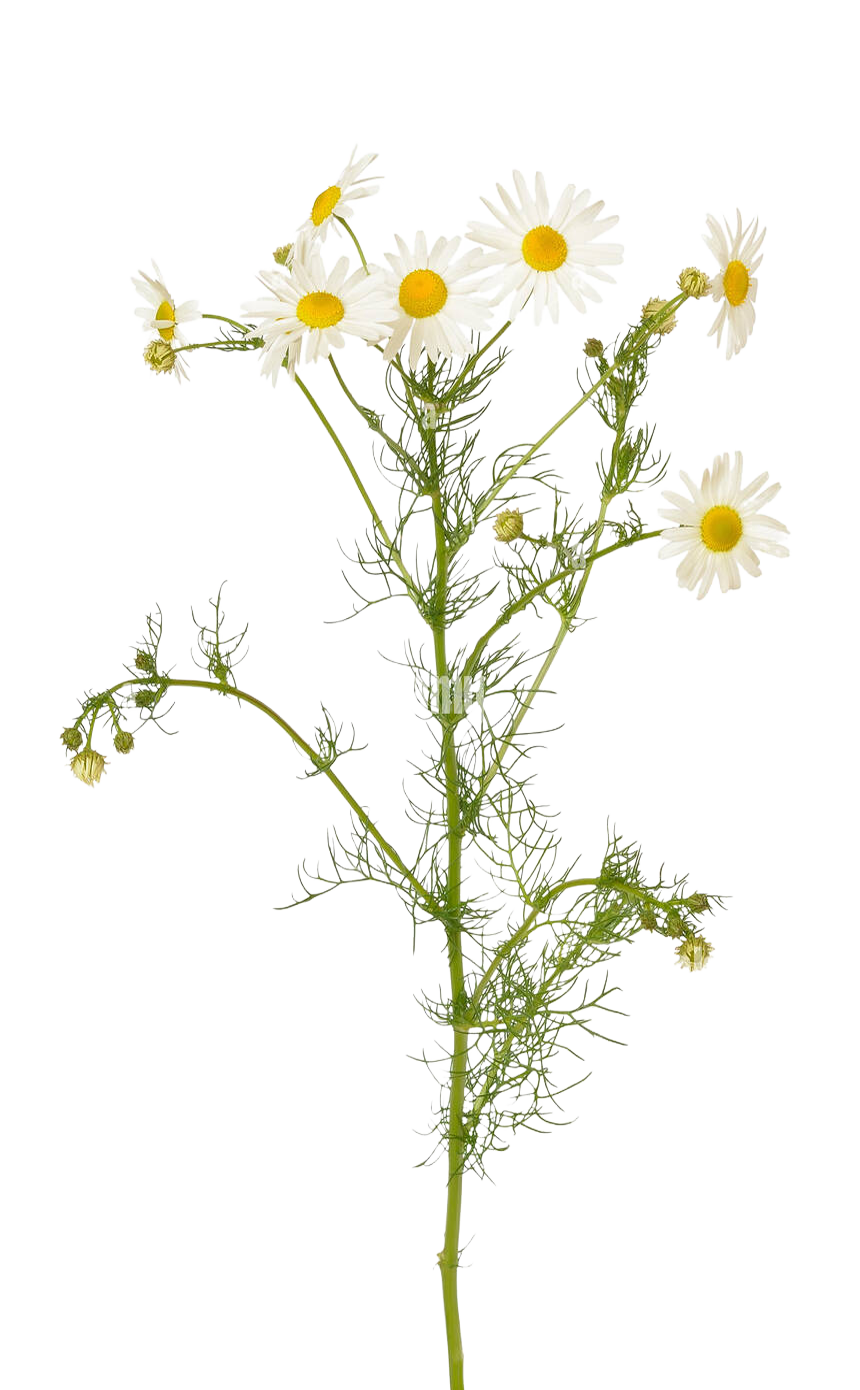 Chamomile