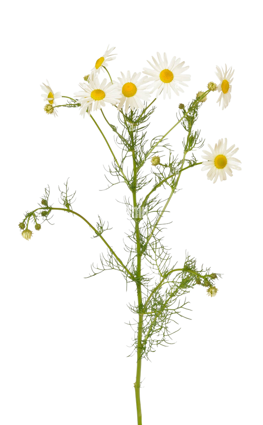 Chamomile