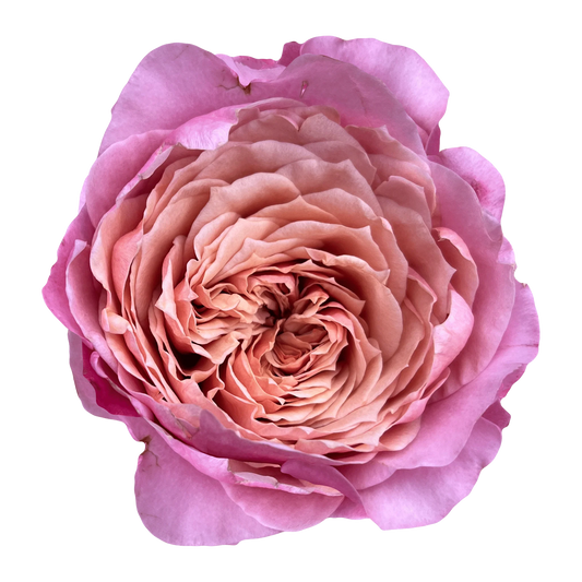 Garden Rose Wabara Miyabi