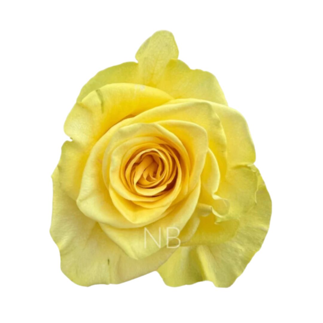 Rose New Yellow