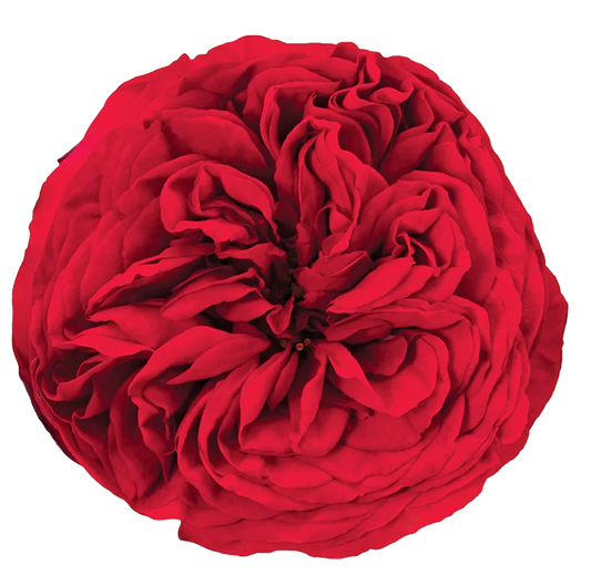 Garden Rose Red Piano