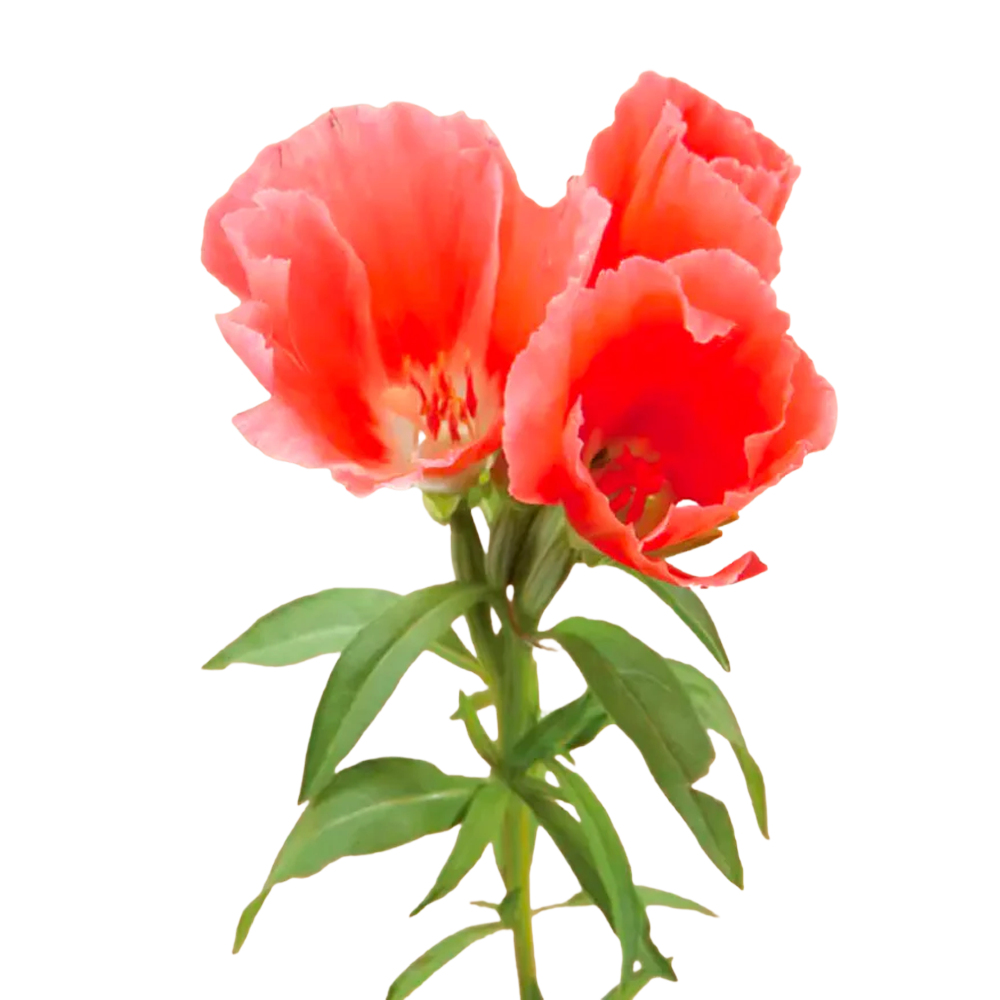 Godetia