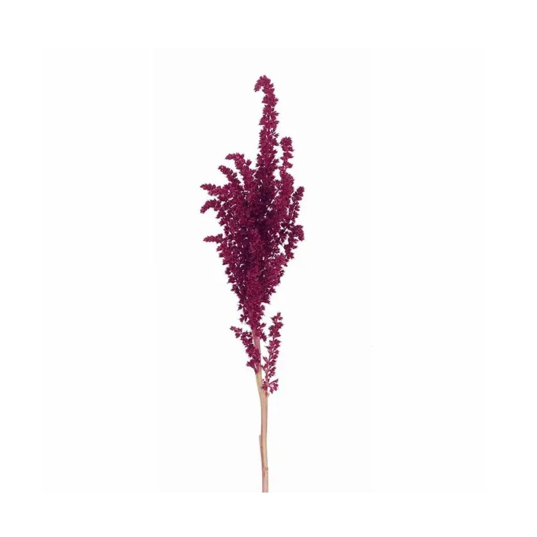 Amaranthus